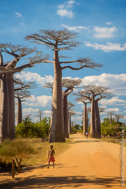 baobab